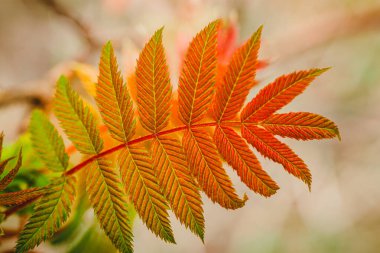 Sahte spiraea Sem. Sorbaria sorbifolia. Kırmızı ve altın yapraklar Sem kül spirea üzerinde