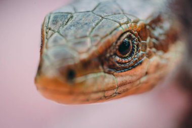 Çayır Kertenkelesi kuru çimlerde. Kertenkele kameraya bakıyor. Güzel kertenkele gözleri. Canlı bir kertenkele.