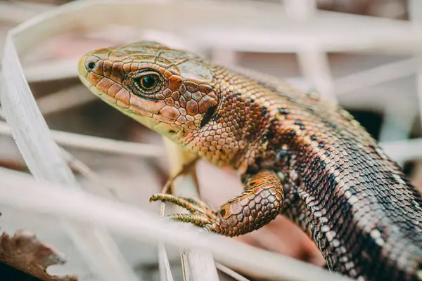 stock image Meadow Lizard in dry grass. The lizard is looking at the camera. Beautiful lizard eyes. Viviparous lizard