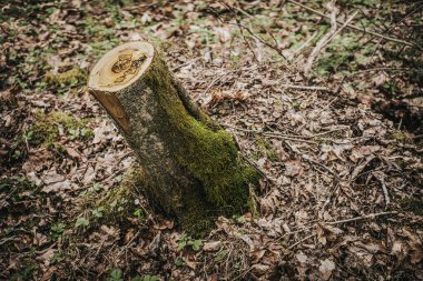 Ormanda tahta bir kütük. Seçici odak