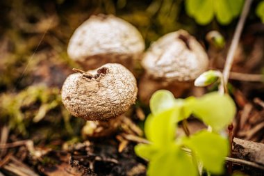 Ormanda bir grup tütsülenmiş mantar..