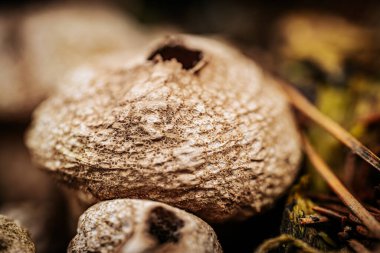 Macro shot of group of puffball mushrooms in the forest. clipart