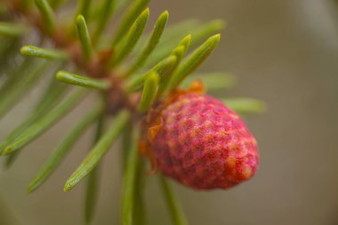 Ladin kırmızısı bahar tomurcukları ekolojik olarak saf orman.