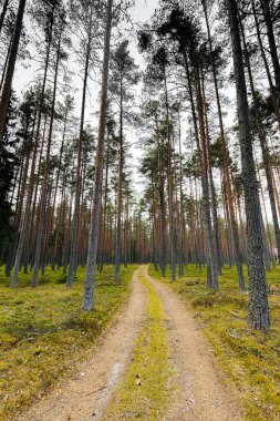 Çam ormanındaki çakıl yolu Ekolojik olarak temiz bir ormanın baharında