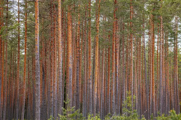 stock image young growth of pine trees in spring is an ecologically clean forest