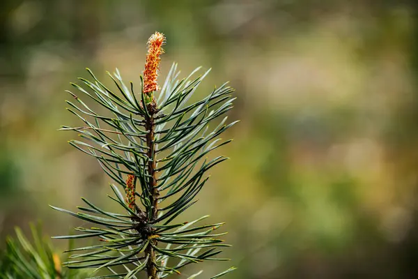 stock image young growth of pine trees in spring is an ecologically clean forest