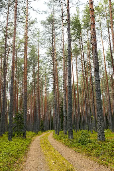 stock image Gravel road in a pine forest in the spring of an ecologically clean forest