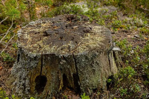 stock image Pine stump insect house ecologically clean forest