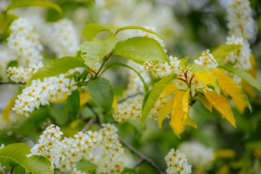 Kuş kirazı baharda çiçek açar. Padus avyum Değirmeni.