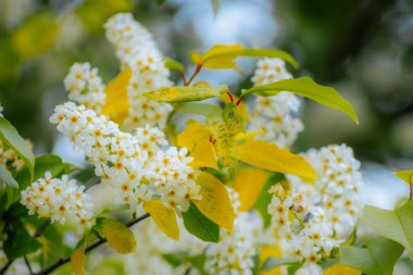 Kuş kirazı baharda çiçek açar. Padus avyum Değirmeni.