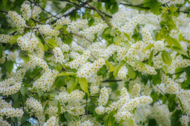 Kuş kirazı baharda çiçek açar. Padus avyum Değirmeni.