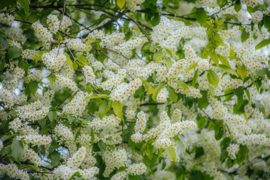 Kuş kirazı baharda çiçek açar. Padus avyum Değirmeni.