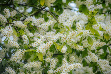 Kuş kirazı baharda çiçek açar. Padus avyum Değirmeni.