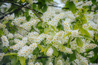 Kuş kirazı baharda çiçek açar. Padus avyum Değirmeni.