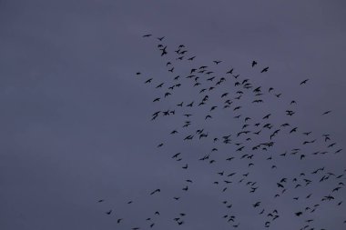 Gri kargalar gökyüzünde bir sürüde uçar.