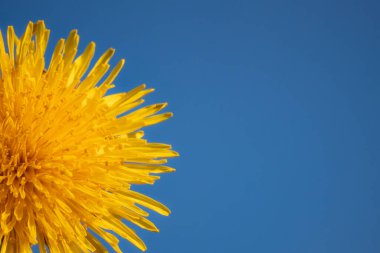 Mavi arkaplanda sarı karahindiba