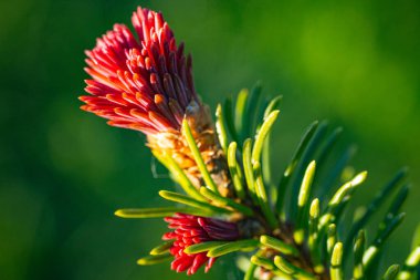 Keskin yeşil iğnelerin arasına yerleştirilmiş parlak kırmızı ladin kozalakları, parlak mavi bir arka planla işaretlenmiş..