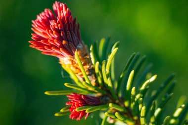 Keskin yeşil iğnelerin arasına yerleştirilmiş parlak kırmızı ladin kozalakları, parlak mavi bir arka planla işaretlenmiş..