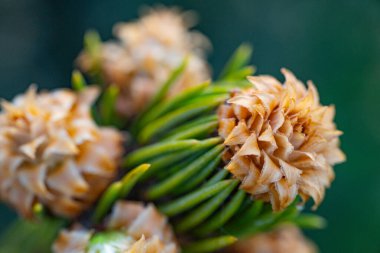 Kurumuş kahverengi tomurcuklara ve köknar ağacındaki canlı yeşil iğnelere yakın çekim. Sığ alan derinliği dokuyu ve renk karşıtlığını vurgular.