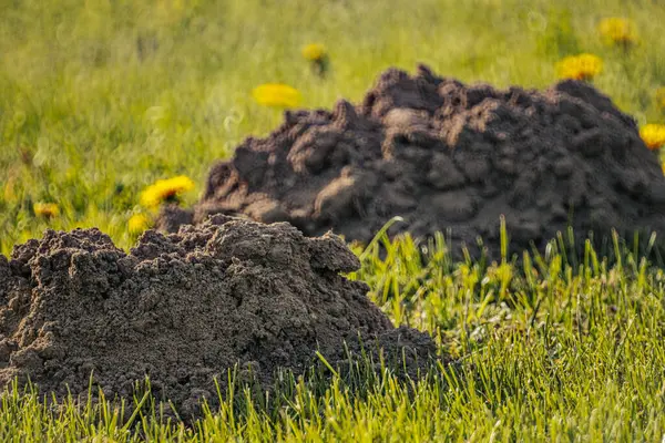 stock image mole pushed off the ground and made piles of ground