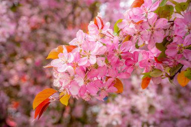 Çiçek açmış pembe elma çiçeklerinin canlı yakın çekimi yumuşak odaklı arka planda hassas taç yaprakları ve erkek organları sergiliyor..