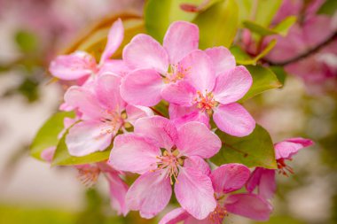 Çiçek açmış pembe elma çiçeklerinin canlı yakın çekimi yumuşak odaklı arka planda hassas taç yaprakları ve erkek organları sergiliyor..