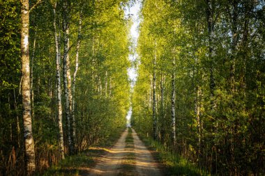 Uzun huş ağaçları ve her iki tarafında yemyeşil yapraklarla kaplı güneşli toprak bir patika. Canlı yeşil yapraklar ve sıcak güneş ışığı ferahlatıcı ve davetkar bir atmosfer yaratır. Boşluğu kopyala.