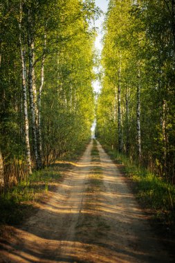 Uzun huş ağaçları ve her iki tarafında yemyeşil yapraklarla kaplı güneşli toprak bir patika. Canlı yeşil yapraklar ve sıcak güneş ışığı ferahlatıcı ve davetkar bir atmosfer yaratır. Boşluğu kopyala.