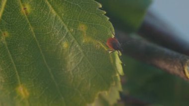 Yeşil bir huş yaprağına tünemiş, koyu kahverengi gövdesini ve kırmızımsı turuncu işaretlerini gösteren bir maytın detaylı görüntüsü. Arkaplan bulanık, kenenin özelliklerini vurguluyor.