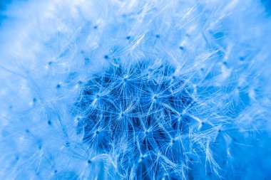 Güneş ışığıyla aydınlatılan bir karahindiba tohumunun detaylı makro görüntüsü hassas beyaz tohumların karmaşık ağını vurguluyor. Bulanık yeşil arka plan, karahindiba üzerine odaklanmayı arttırır..