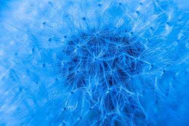 Güneş ışığıyla aydınlatılan bir karahindiba tohumunun detaylı makro görüntüsü hassas beyaz tohumların karmaşık ağını vurguluyor. Bulanık yeşil arka plan, karahindiba üzerine odaklanmayı arttırır..