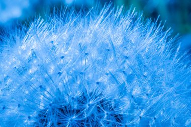 Güneş ışığıyla aydınlatılan bir karahindiba tohumunun detaylı makro görüntüsü hassas beyaz tohumların karmaşık ağını vurguluyor. Bulanık yeşil arka plan, karahindiba üzerine odaklanmayı arttırır..