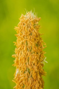 Bulanık yeşil arka planda sarı-kahverengi tohumlarla çiçek açmış bir tohum kafanın detaylı makro görüntüsü. Tohumların karmaşık dokusu ve detayları açıkça görülüyor..