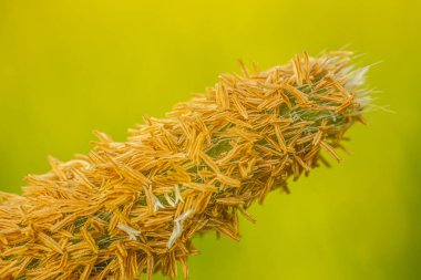 Bulanık yeşil arka planda sarı-kahverengi tohumlarla çiçek açmış bir tohum kafanın detaylı makro görüntüsü. Tohumların karmaşık dokusu ve detayları açıkça görülüyor..