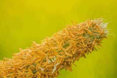 Bulanık yeşil arka planda sarı-kahverengi tohumlarla çiçek açmış bir tohum kafanın detaylı makro görüntüsü. Tohumların karmaşık dokusu ve detayları açıkça görülüyor..