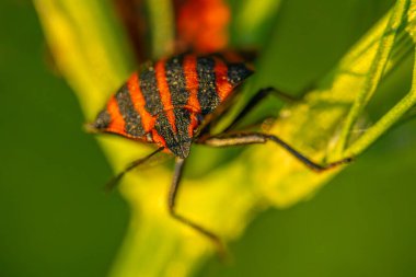 Yeşil yaprağa tünemiş kırmızı ve siyah bir böceğin detaylı makro görüntüsü. Böceğin karmaşık desenleri ve dokuları net bir şekilde görülebiliyor, bulanık yeşil bir arkaplan üzerine kurulmuş..