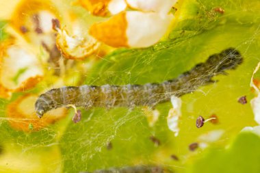 Yeşil yapraklar ve portakal çiçekleri arasında ağ benzeri bir yapıda sürünen tırtıllar. Görüntü, karmaşık ağları ve tırtılların segmentli vücutlarını vurguluyor..