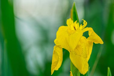 Canlı sarı bir iris çiçeğinin yakın plan görüntüsü bulanık yeşil bir arkaplan karşısında geniş bir kopya alanı sunuyor. Çiçeğin taç yaprakları ve karmaşık ayrıntıları açıkça görülüyor..