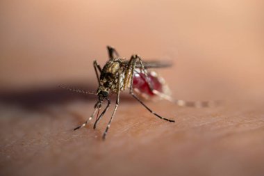 İnsan derisiyle beslenen bir sivrisineğin detaylı görüntüsü. Böceğin vücudu ve hortumu açıkça görülüyor. Arka plan yavaşça bulanık, sivrisineği vurguluyor..