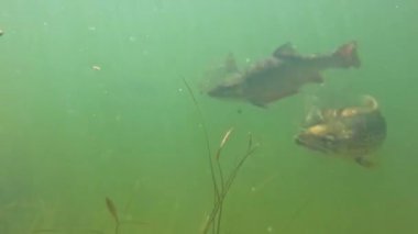 Balık besleme sualtı görüntüsü, benekli bir grup balığın yeşil, bulanık suda yüzüşünü gösteriyor. Sahne, su yaşamının doğal davranışlarını ve çevresini yakalıyor..