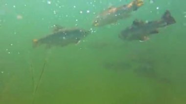 Balık besleme sualtı görüntüsü, benekli bir grup balığın yeşil, bulanık suda yüzüşünü gösteriyor. Sahne, su yaşamının doğal davranışlarını ve çevresini yakalıyor..