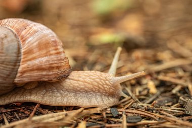 Su damlacıkları olan yeşil bir yaprağın yakından görüntüsü, dokusunu ve karmaşık damar desenini gösteriyor. Arkaplan yumuşakça bulanık, kopyalama alanı sağlıyor.