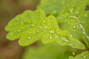 Su damlacıkları olan yeşil bir yaprağın yakından görüntüsü, dokusunu ve karmaşık damar desenini gösteriyor. Arkaplan yumuşakça bulanık, kopyalama alanı sağlıyor.