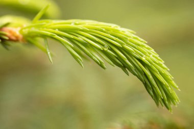 Su damlacıklarıyla dolu bir çam iğnesi kümesinin detaylı bir yakın çekimi, canlı yeşil rengi ve dokusunu gösteriyor. Arkaplan yumuşakça bulanık, kopyalama alanı sağlıyor.