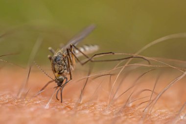 İnsan derisiyle beslenen bir sivrisineğin detaylı makro görüntüsü, böceğin vücudunu, bacaklarını ve derisinin dokusunu ince kıllarla renklendiriyor. Arkaplan bulanık deri dokusunu gösterir.