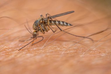 İnsan derisiyle beslenen bir sivrisineğin detaylı makro görüntüsü, böceğin vücudunu, bacaklarını ve derisinin dokusunu ince kıllarla renklendiriyor. Arkaplan bulanık deri dokusunu gösterir.