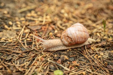 Yerde sürünen bir salyangozun detaylı yakın çekimi, kabuğunu ve vücudunu aydınlatıyor. Arkaplan yumuşakça bulanık, kopyalama alanı sağlıyor.