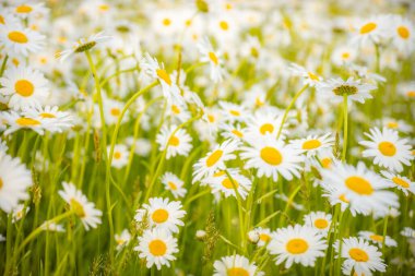 Parçalı bulutlu bir gökyüzünün altında sarı merkezleri olan çiçek açan beyaz papatyalarla dolu geniş bir alan. Uzakta ağaçlarla çevrili bir ev görülebiliyor, kırsal bir cazibe ekliyor..