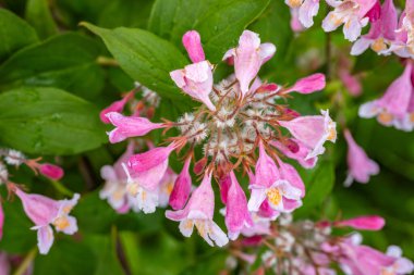 Sarı merkezli pembe ve beyaz çiçekler, yemyeşil yapraklarla çevrili. Görüntü, çiçeklerin doğal güzelliğini ve tazeliğini yansıtıyor.