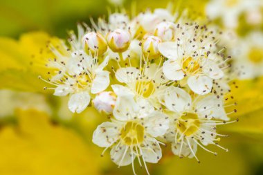 Sarı merkezli beyaz çiçek demeti ve yemyeşil bir zemin üzerine kurulmuş hassas erkek organlar. Görüntü, çiçeklerin karmaşık güzelliğini ve tazeliğini yakalar..